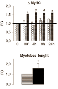 betaineigf1muscle2