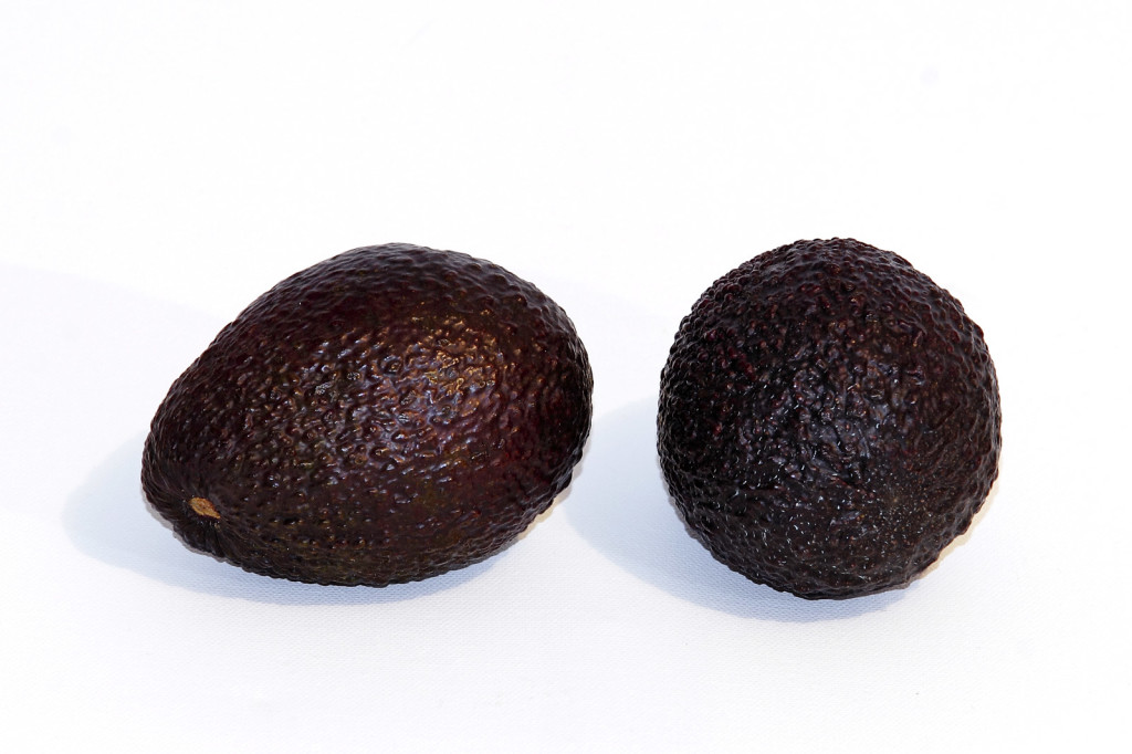 Die Hass-Avocado: Kleiner als die Fuerte, eiförmig und dunkle Haut. (Bildquelle: [C])