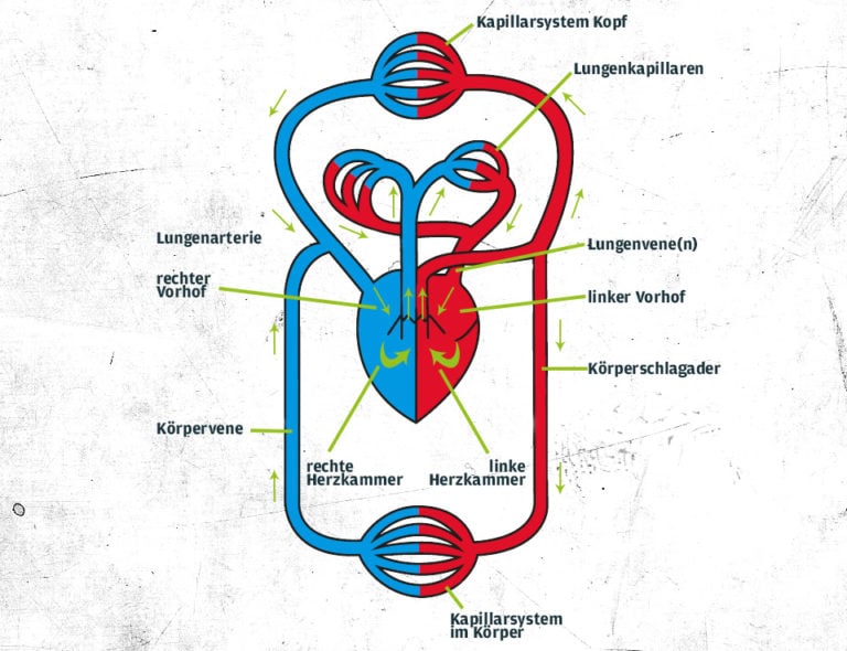 Das Herz-Kreislauf-System: Aufbau & Funktion | Zec+